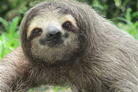Sloths Have Funny Faces Man Ign Boards