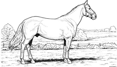 Horse In Field Coloring Page Printable