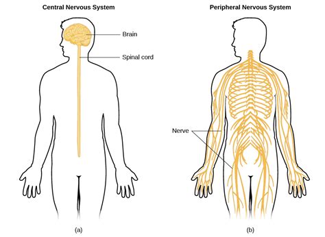 Parts Of The Nervous System Introductory Psychology