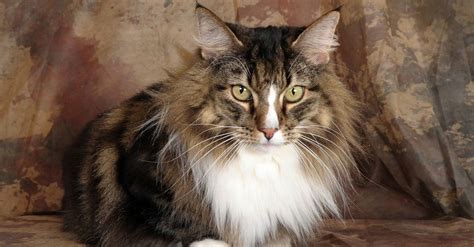 Norwegian Forest Cat Breed Complete Guide Az Animals