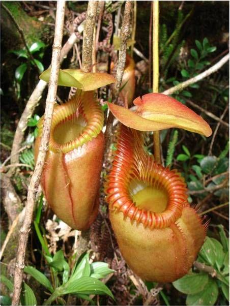 Find & download the most popular rainforest animals photos on freepik free for commercial use high quality images over 9 million stock photos. Pinterest • The world's catalog of ideas