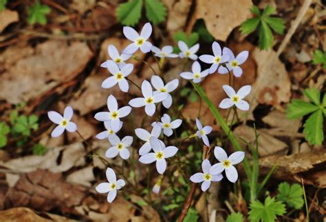 How Well Do You Know Your Pennsylvania Spring Wildflowers The