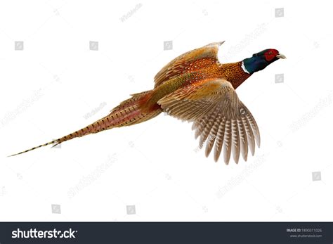 Pheasants Flying Over 5 671 Royalty Free Licensable Stock Photos
