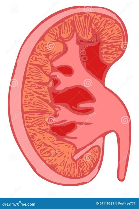 Anatomie Humaine De Rein Illustration Stock Image 64119683