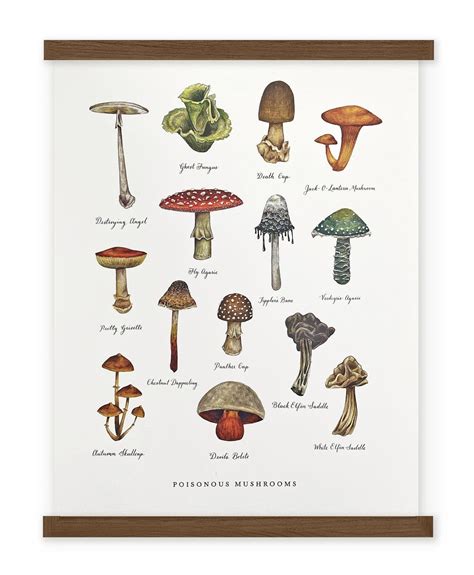 Poisonous Mushroom Chart Illustrated Art Print By Wild Wander The