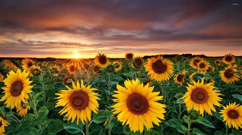 Sunflower Fields With A Beautiful Sun Setting In The Horizon Wallpaper