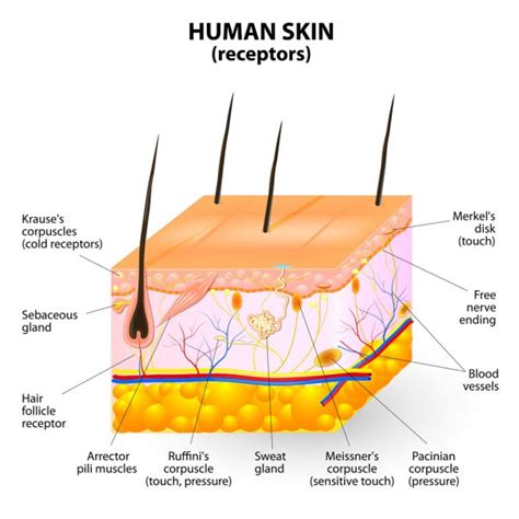 Human Skin Layer Vector Cross Section — Stock Vector 34469829 Stock