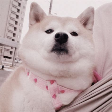 Doge Aesthetic Dababy Doge Perros Lenning Glitch Wif Reaction