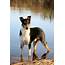 Smooth Collie  Breed Information Health Appearance Personality