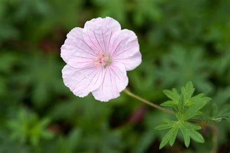 Latin Plant Names Bbc Gardeners World Magazine