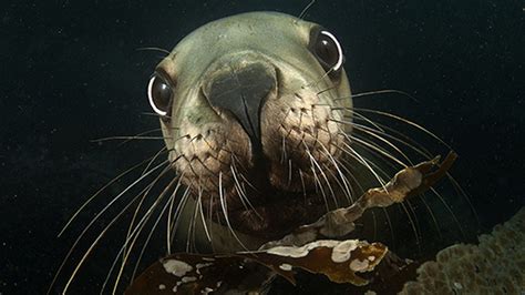 Breathtaking Underwater Photos Help Save Sea Life Underwater