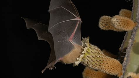 Bats And Pollination Maryland Agronomy News