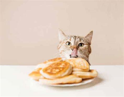 A black cat sat on a mat. Can Cats Eat Pancakes? OK to Share? Best Advice