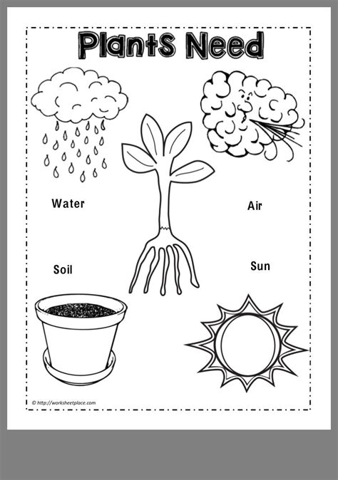 Printable Plant Worksheets For Kindergarten