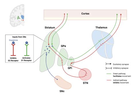 Basal Ganglia Direct Pathway My Xxx Hot Girl
