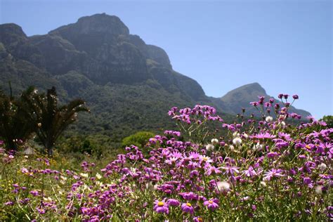 Best Time To See Wild Flowers In Bloom Cape Town 2024 Roveme