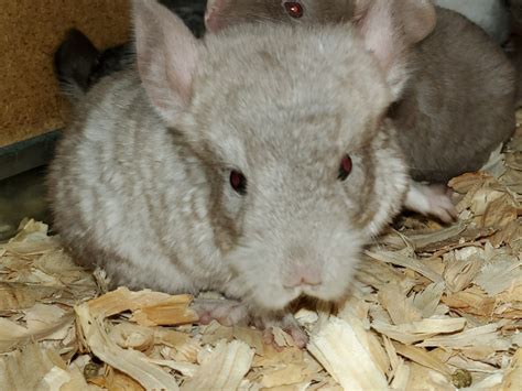 Owning chinchillas have made our lives full of happiness and we want to share that with you.no one in our family or extended family had covid 19. Chinchilla Rodents For Sale | Augusta, GA #309516