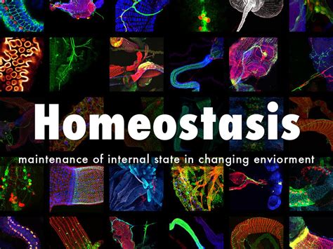 Homeostasis Wallpaper