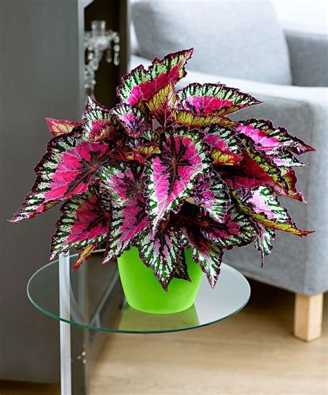 14 Houseplants That Thrive In Low Light