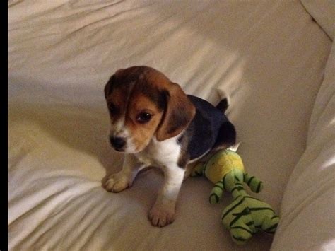 Baby Beagle Boogie 8 Weeks Beagle