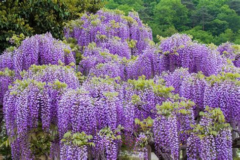 5 tropical seeds wisteria sinensis beautiful multi use plant hanging purple flower clusters