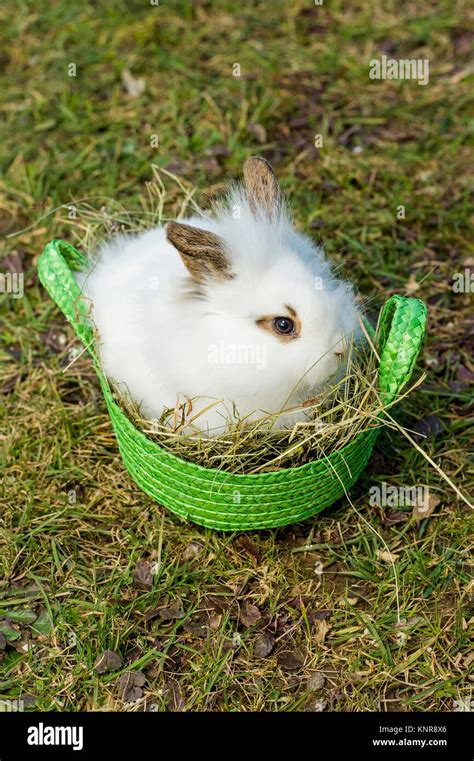 Osterhase Easter Rabbit Stock Photo Alamy