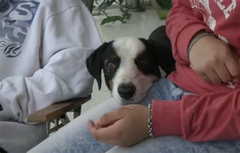 Conoce A Pirata El Fiel Perro Que Vive En Un Hospital Esperando El