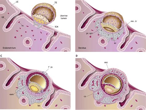 Stages Of Embryo Implantation
