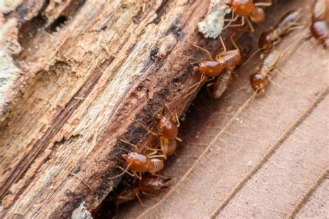 Fumigación Contra Termitas Plagas Agrícolas Y Urbanas