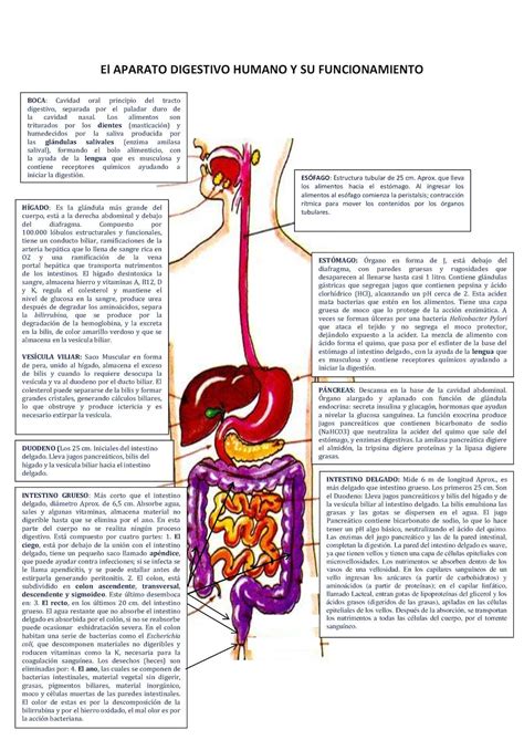 Calaméo Sistema Digestivo Humano Completo