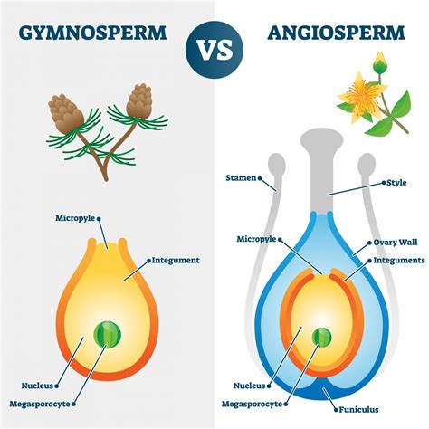 The Field Guide To Gymnosperms And Angiosperms