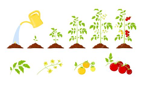 Etapas De Crecimiento De La Planta De Tomate Desde La Semilla Hasta La