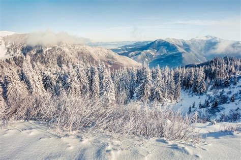 Exciting Winter Postcard Of Carpathian Mountains With Snow Covered Fir