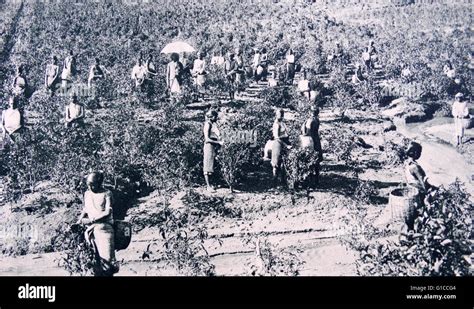 Indian Tea Planation During British Colonial Rule 1928 Stock Photo Alamy