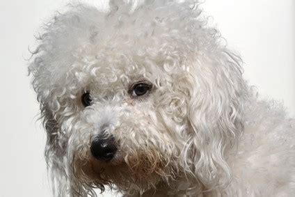 Senior Bichon Frise Problems What To Expect Do