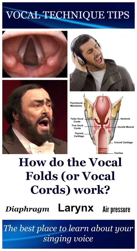 The Vocal Cords Or Vocal Folds Are Located In Your Larynx Voice Box