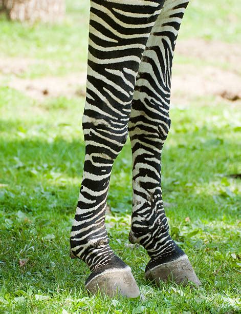 Zebra Hoof Pictures Stock Photos Pictures And Royalty Free Images Istock
