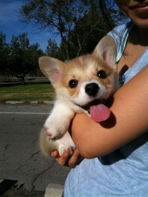 108 Reasons Why Corgis Really Are That Great Cute Baby Animals Cute