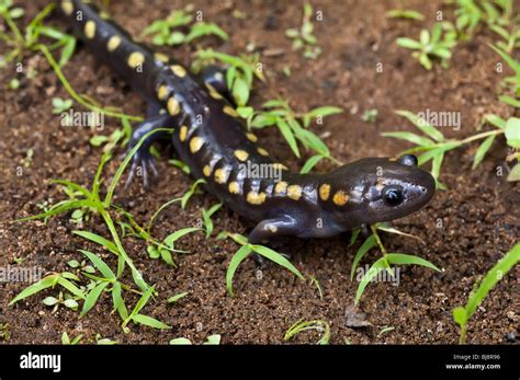 Spotted Salamander Ambystoma Maculatum Usa Stock Photo Alamy