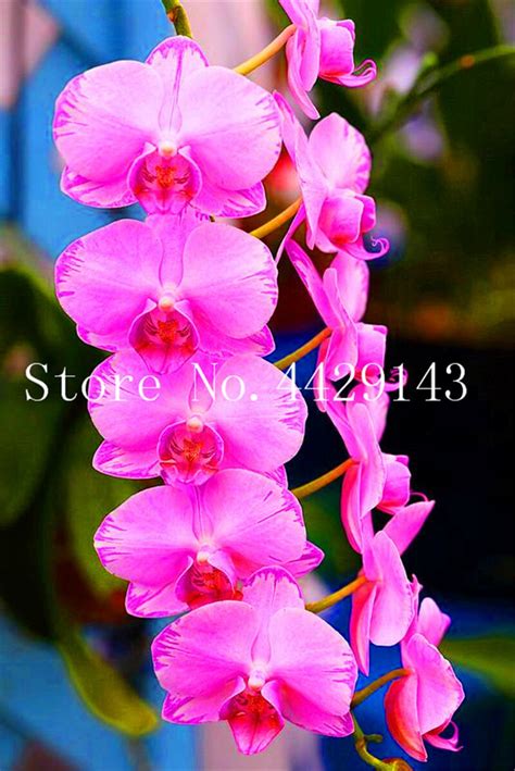 100 Pcs Unique Orchid Cymbidium Faberi Flower Bonsai Garden Flowering Plants Plant Best Seeds