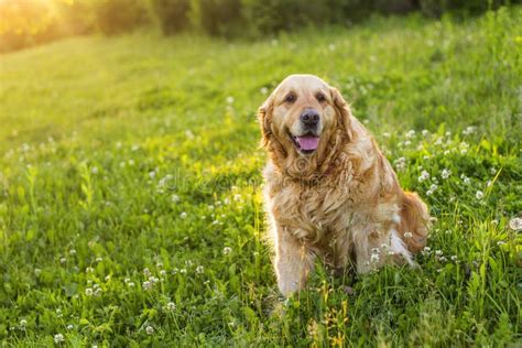 Old Golden Retriever Dog Stock Photo Image Of Adorable 149207194