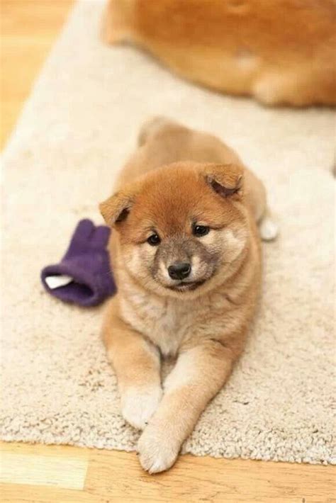 Baby Shiba Shiba Inu Puppy Cute Animals Cute Puppies