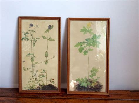 Framed botanical prints vintage Albrecht Duerer Botanical Antique print