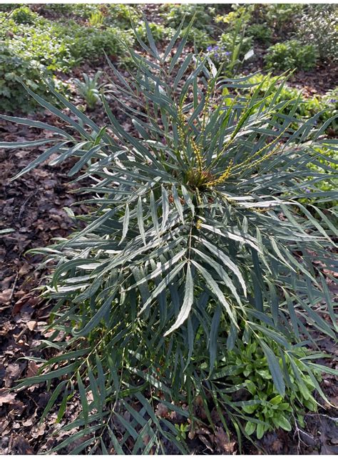 Soft caress is a great evergreen shade shrub that gets yellow flowers in the late fall and winter. Mahonia eurybracteata subsp. ganpinensis 'Soft Caress ...
