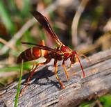 What Is A Paper Wasp Pictures