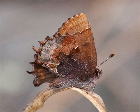 Henrys Elfin Alabama Butterfly Atlas
