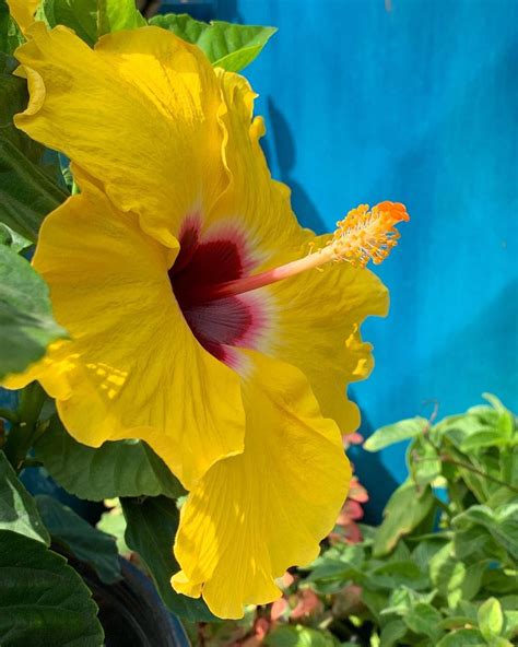 This Hollywood Hibiscus Chatty Cathy Yelllow Caught My Eye Today 🌺😊🌺
