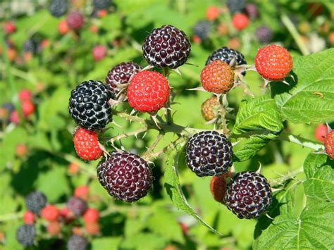 Raspberry Types How To Pick The Perfect Plant The Old Walsh Farm
