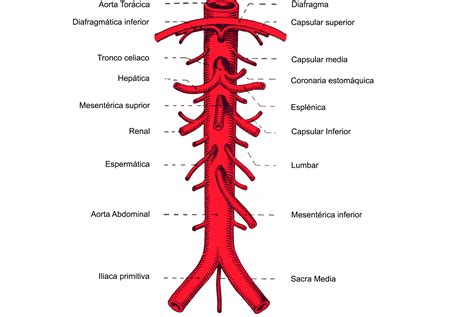 Manual De Cirugía Vascular Cap 1 Anatomía Vascular