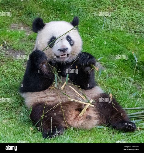 Giant Pandas Bear Pandas Baby Panda And His Mother Eating Bamboo